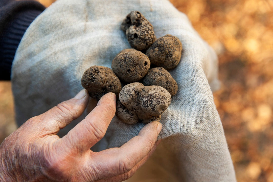 "We guarantee fresh truffles all over the world within 1 to 2 days after harvest".