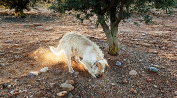 Truffle hunting dogs