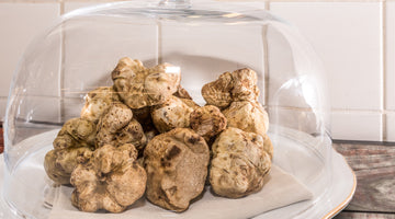 What is White truffle? A selected wild jewel