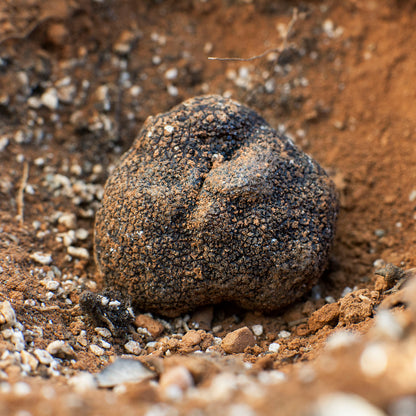 Black Truffle (Tuber Melanosporum)