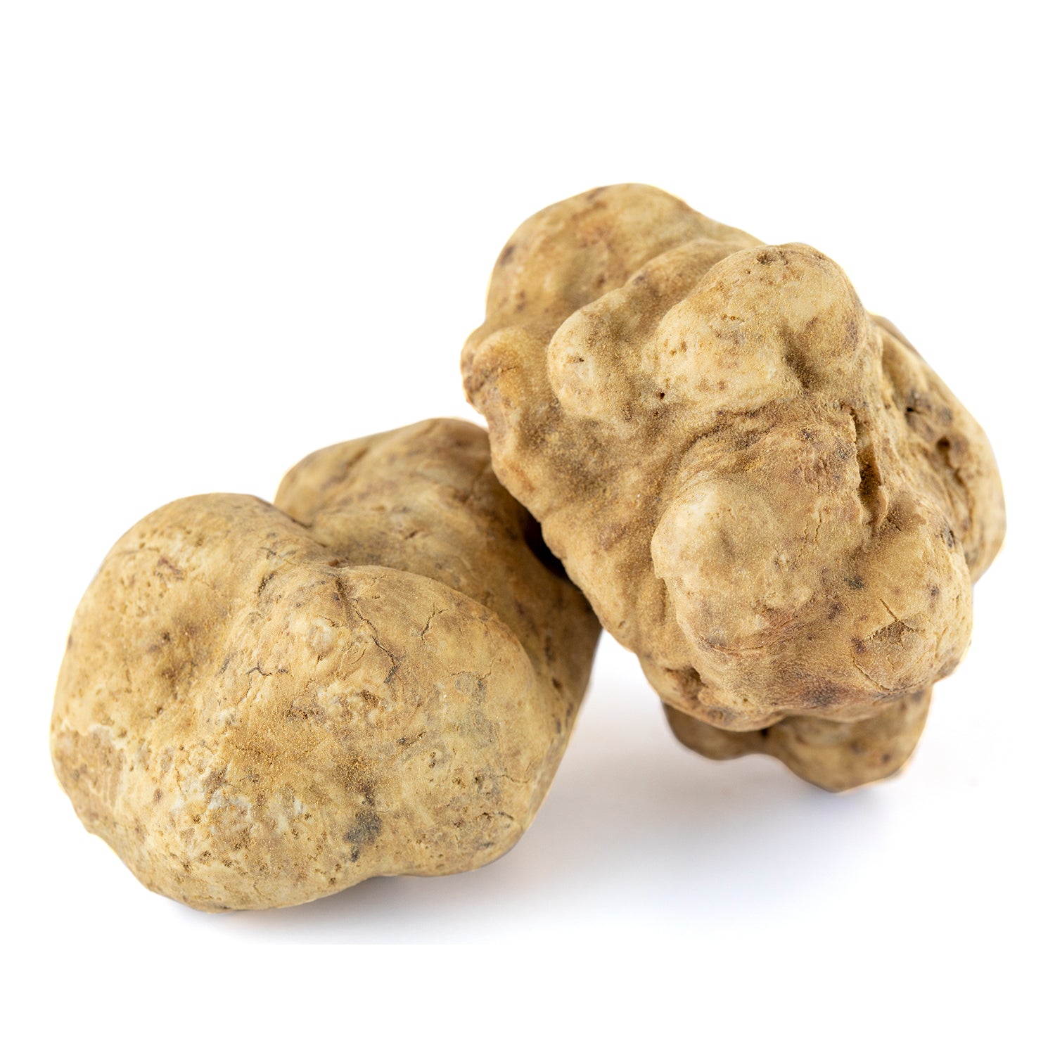 White Truffle - Tuber Magnatum