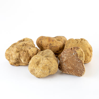 White Truffle - Tuber Magnatum