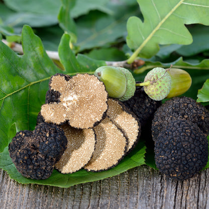 Autumn Truffle Uncinatum