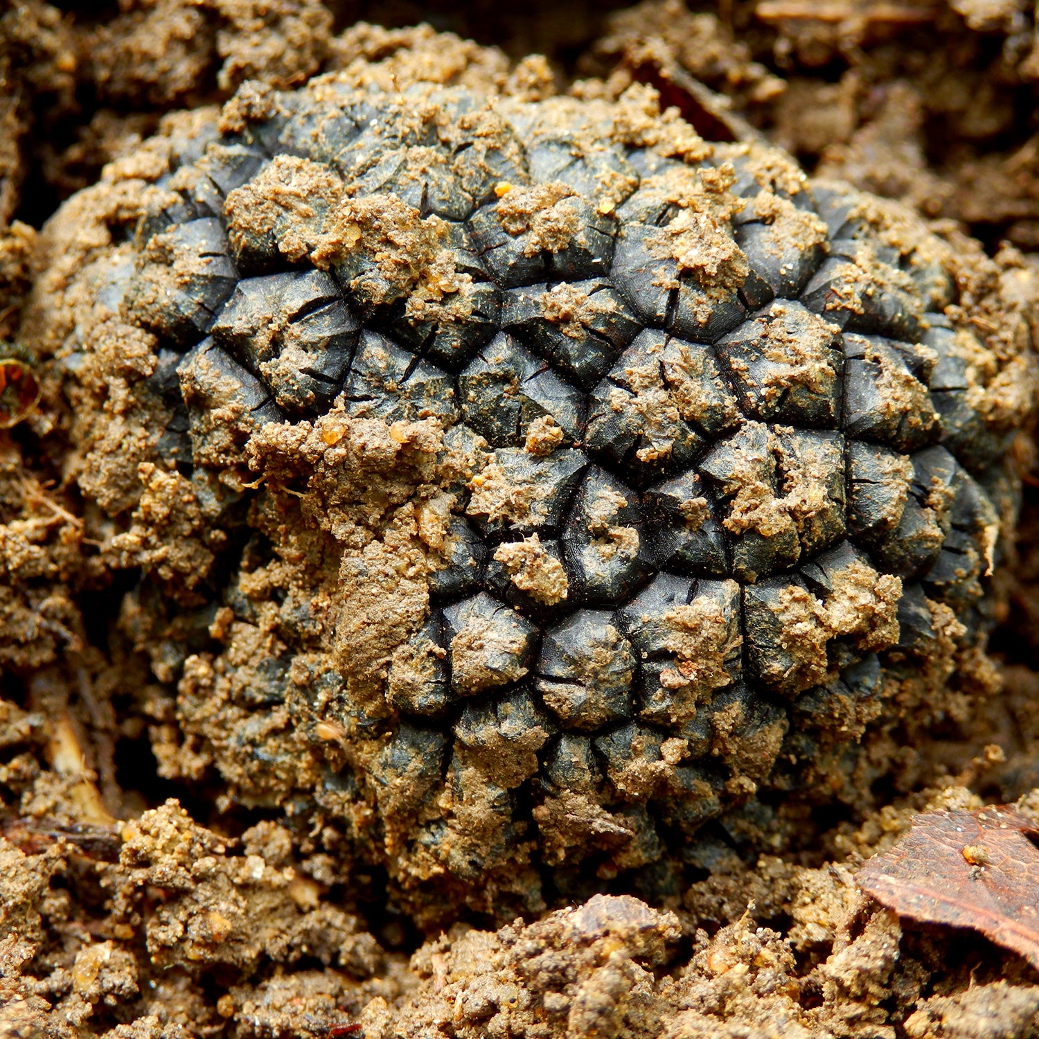 Autumn Truffle Uncinatum